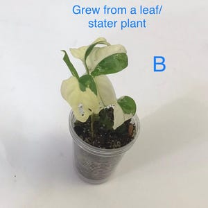 Monstera Adansonii Albo/ Variegated Monstera Adansonii Albo rooted/ Node/ Full Plant/Small Plant/Rare Plants/Houseplants/ Select your plant. B