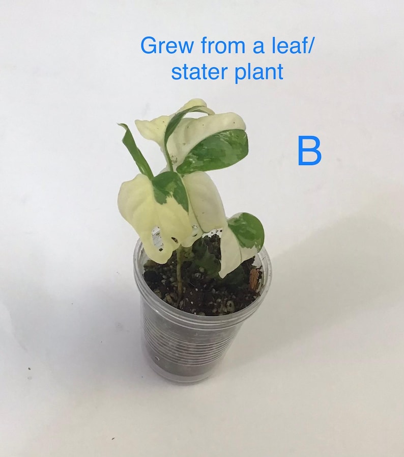 Monstera Adansonii Albo/ Variegated Monstera Adansonii Albo rooted/ Node/ Full Plant/Small Plant/Rare Plants/Houseplants/ Select your plant. B