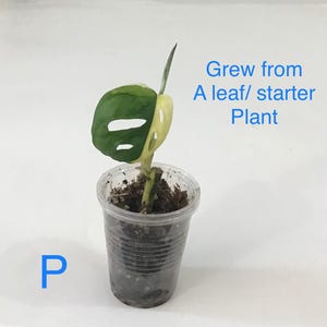 May include: A small potted plant with a large, green and white variegated leaf. The plant is in a clear plastic cup with soil. Text on the image reads "Grew from A leaf/ starter Plant" and the letter "P".