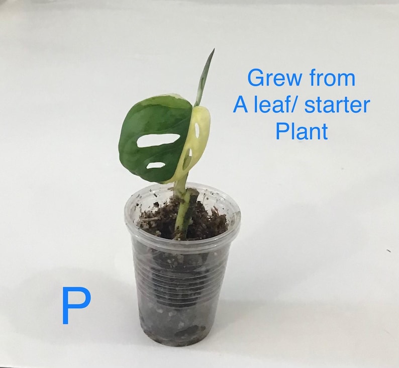 May include: A small potted plant with a large, green and white variegated leaf. The plant is in a clear plastic cup with soil. Text on the image reads "Grew from A leaf/ starter Plant" and the letter "P".