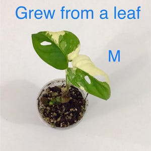 May include: A small potted plant with green and white variegated leaves. The plant is in a clear plastic pot filled with soil and small stones. Text in the image reads "Grew from a leaf" and "M".