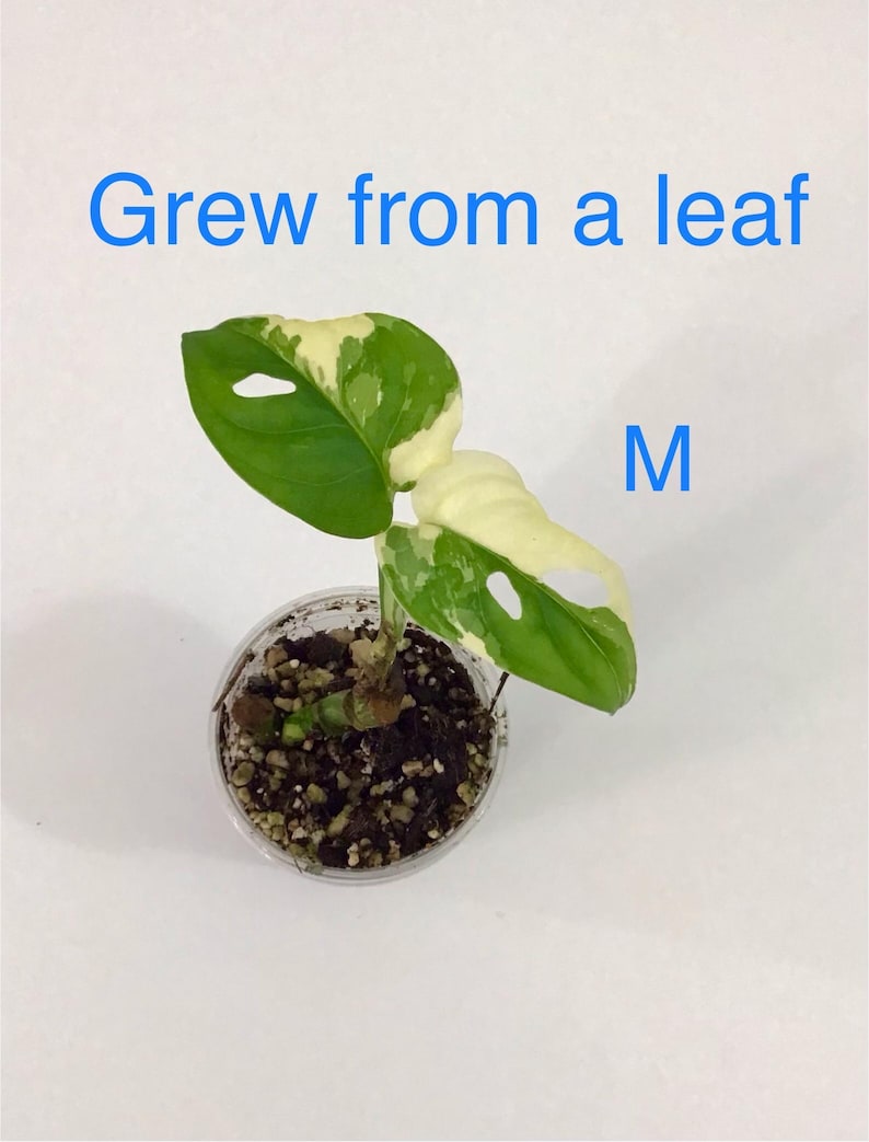 May include: A small potted plant with green and white variegated leaves. The plant is in a clear plastic pot filled with soil and small stones. Text in the image reads "Grew from a leaf" and "M".
