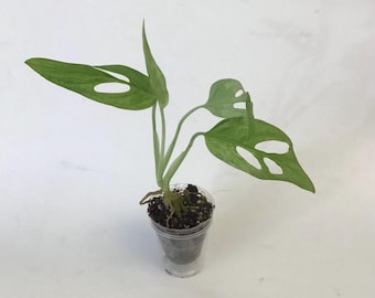 May include: A small Monstera adansonii plant with variegated light green and dark green leaves featuring natural fenestrations. The plant is rooted in dark potting soil contained within a clear, ribbed plastic cup with visible roots.