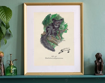 Rainforest animal print, Aye Aye Poster Print. Unique Wildlife Wall Art. Engaging and Unusual Gift Fine Art. Book Illustration Print.