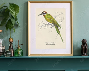 Madagascar Bee Eater Poster Print. Unique Wildlife Watercolor Wall Art. Engaging and Unusual Gift Fine Art. Book Illustration Print.