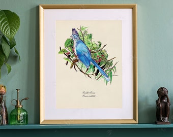 Bird Print, Madagascar Crested Coua Poster. Unique Wildlife Wall Art. Engaging and Unusual Gift Fine Art. Book Illustration Print.