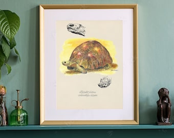 Turtle Print, Radiated Tortoise Poster Print. Wildlife Watercolor Wall Art. Engaging & Unusual Gift Fine Art. Book Illustration Print.