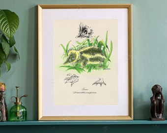 Forest Animal Print, Endemic Tenrec Poster Print. Unique Wildlife Watercolor, Engaging and Unusual Gift Fine Art. Book Illustration Print.