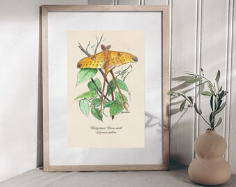 Moth Insect, Endemic Moon Moth Poster Print. Unique Wildlife Watercolor Art. Engaging and Unusual Gift Fine Art. Book Illustration Print.