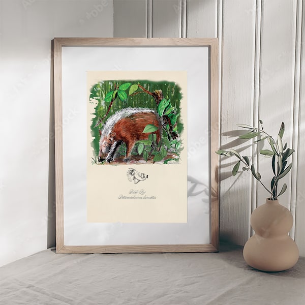 Pig Print, Madagascar Bush Pig Poster Print. Wildlife Watercolor Wall Art. Engaging and Unusual Gift Fine Art. Book Illustration Print.