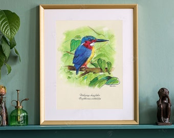 Bird Print, Malagasy Kingfisher Poster Print. Unique Wildlife Wall Art. Engaging and Unusual Gift Fine Art. Book Illustration Print.