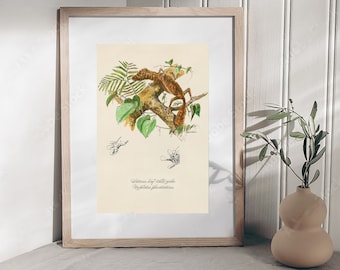 Lizard Print, Madagascar Leaf-tail Gecko Poster Print. Unique Wildlife Wall Art, Engaging Gift Fine Art. Book Illustration Print.