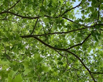 Meditatiepauzevideo, snelle video over stressverlichting, meditatievideo over groene natuur