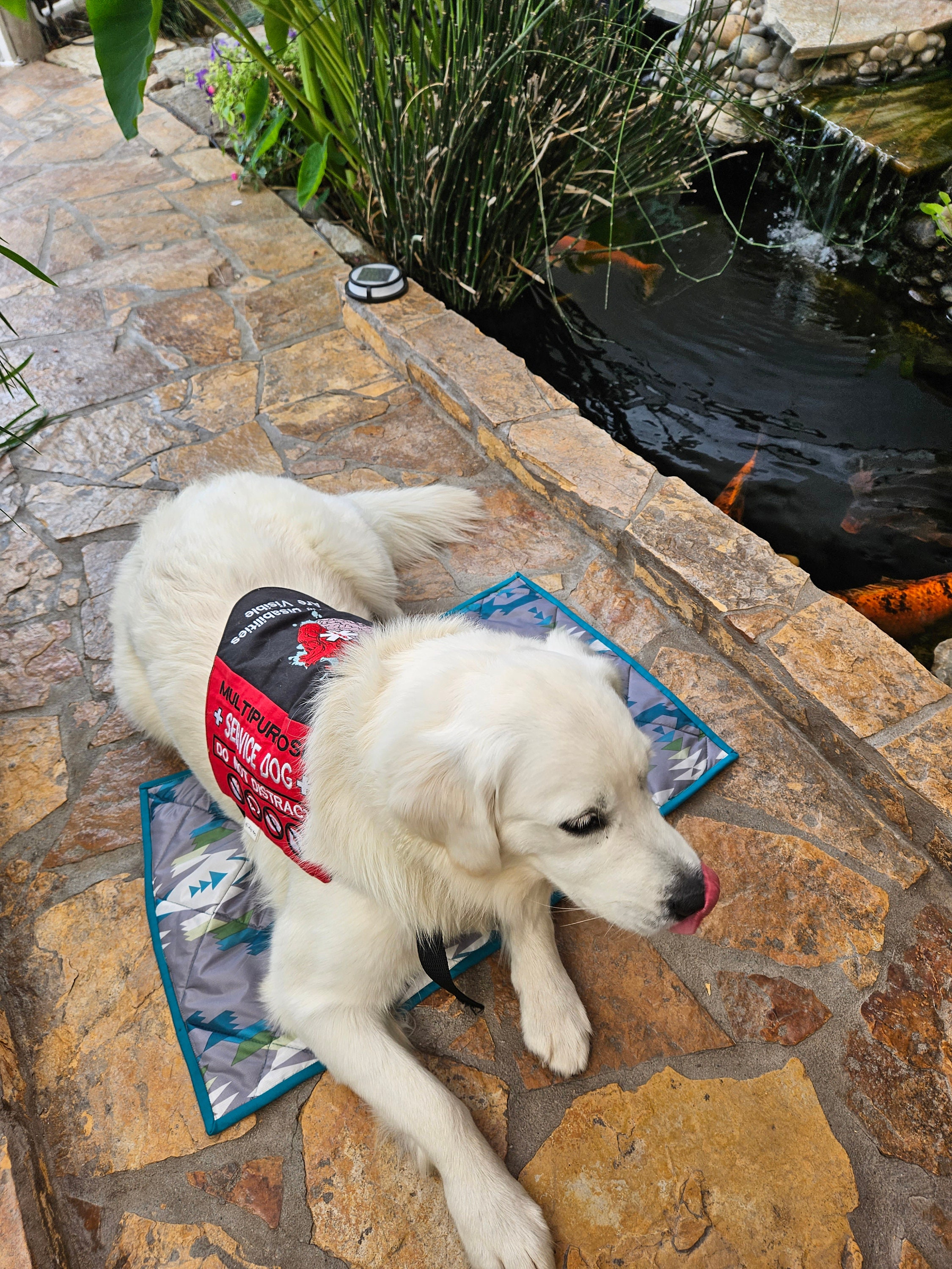 Ask to Pet Vest Dog Harness With Reflective Patches, No Pull Easy