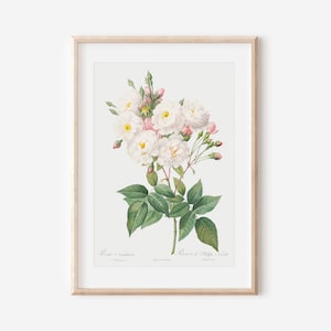 Impresión de arte de rosa francesa, estampado floral francés, arte de la pared de flores, impresión de cartel botánico vintage, arte de pared botánico antiguo, decoración de la granja P45