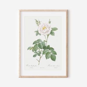 French Botanical Print, Botanical Floral Art, Vintage French Art Poster, Antique Botanical Print, Botanical Wall Art, Farmhouse Decor P34