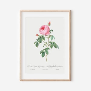 French Flower Art, Botanical Flower Print, Vintage French Art Poster, Antique Botanical Print, Botanical Wall Art, Farmhouse Decor P33