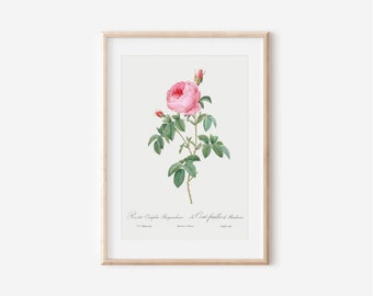 Vintage French Botanical Flower Print, Antique Floral Wall Art