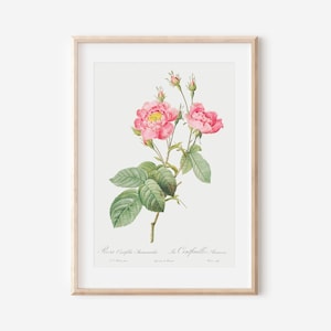 French Rose Art Print, French Floral Print, Flower Wall Art, Vintage Botanical Poster Print, Antique Botanical Wall Art, Farmhouse Decor P38