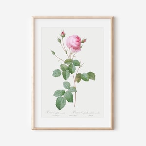 French Rose Art Print, French Floral Print, Flower Wall Art, Vintage Botanical Poster Print, Antique Botanical Wall Art, Farmhouse Decor P41