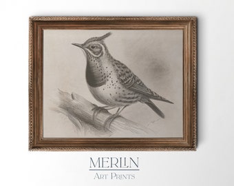 Printable Vintage Bird Sketch Art Digital Download Neutral Wall Decor #36