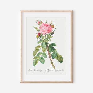 French Rose Art Print, French Floral Print, Flower Wall Art, Vintage Botanical Poster Print, Antique Botanical Wall Art, Farmhouse Decor P42
