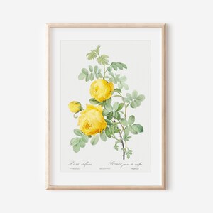 Floral Art Print, Botanical Flower Wall Art, Vintage French Art Poster, Antique Botanical Print, Botanical Wall Art, Farmhouse Decor P29