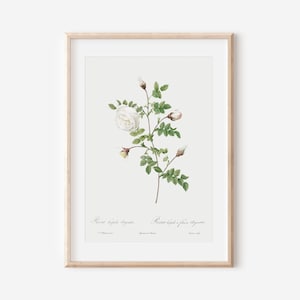 French Rose Art Print, French Floral Print, Flower Wall Art, Vintage Botanical Poster Print, Antique Botanical Wall Art, Farmhouse Decor P43