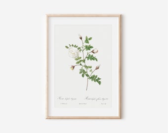 French Rose Botanical Print, Vintage Flower Wall Art