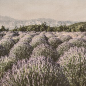 Puede incluir: Un campo de flores de lavanda en plena floraci&oacute;n, con colinas onduladas en el fondo. Las plantas de lavanda son de un color morado suave y las colinas son de un azul brumoso.