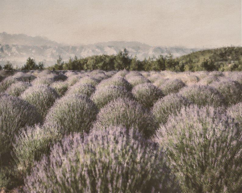 Puede incluir: Un campo de flores de lavanda en plena floraci&oacute;n, con colinas onduladas en el fondo. Las plantas de lavanda son de un color morado suave y las colinas son de un azul brumoso.
