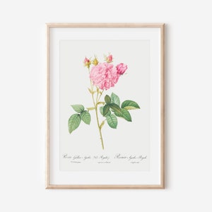 French Rose Art Print, French Floral Print, Flower Wall Art, Vintage Botanical Poster Print, Antique Botanical Wall Art, Farmhouse Decor P44