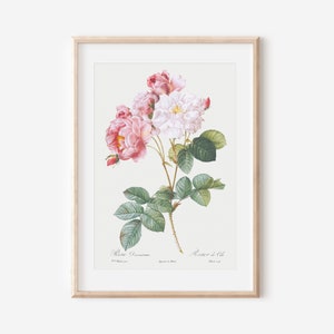 French Botanical Illustration Print, Floral Botanical Print, Vintage French Art Poster, Antique Botanical Wall Art, Farmhouse Decor P35