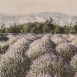 Puede incluir: Un campo de flores de lavanda en plena floraci&oacute;n, con una brumosa cordillera de monta&ntilde;as en el fondo. La lavanda es de color morado claro y las monta&ntilde;as son de un gris suave.