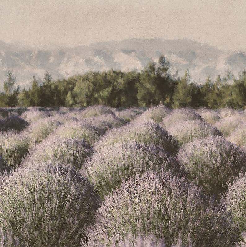 Puede incluir: Un campo de flores de lavanda en plena floraci&oacute;n, con una brumosa cordillera de monta&ntilde;as en el fondo. La lavanda es de color morado claro y las monta&ntilde;as son de un gris suave.