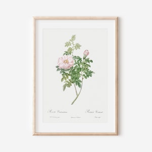 French Rose Art Print, French Floral Print, Flower Wall Art, Vintage Botanical Poster Print, Antique Botanical Wall Art, Farmhouse Decor P46