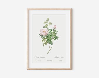 Vintage French Rose Botanical Print, Floral Wall Art