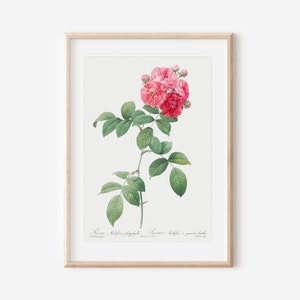 French Flower Art, Botanical Flower Print, Vintage French Art Poster, Antique Botanical Print, Botanical Wall Art, Farmhouse Decor P63