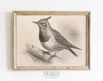 Printable Vintage Bird Sketch Art Digital Download Neutral Wall Decor #36