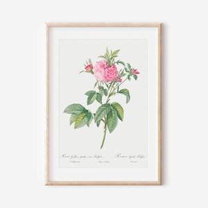 French Rose Art Print, French Floral Print, Flower Wall Art, Vintage Botanical Poster Print, Antique Botanical Wall Art, Farmhouse Decor P47