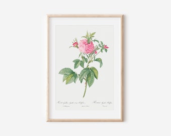 Vintage French Rose Botanical Art Print, Flower Wall Decor