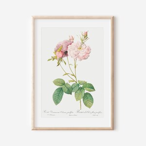 French Rose Art Print, French Floral Print, Flower Wall Art, Vintage Botanical Poster Print, Antique Botanical Wall Art, Farmhouse Decor P36