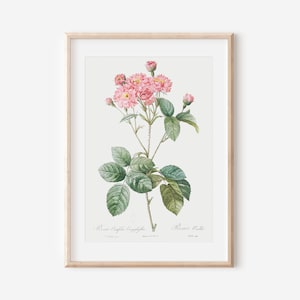 French Rose Art Print, French Floral Print, Flower Wall Art, Vintage Botanical Poster Print, Antique Botanical Wall Art, Farmhouse Decor P40