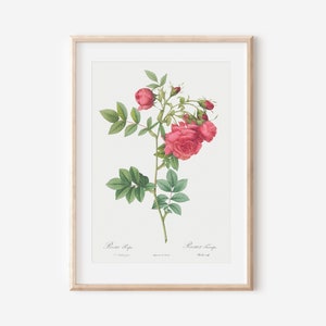 French Rose Art Print, French Floral Print, Flower Wall Art, Vintage Botanical Poster Print, Antique Botanical Wall Art, Farmhouse Decor P37