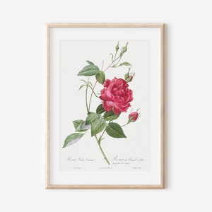 Floral Art Print, Botanical Flower Wall Art, Vintage French Art Poster, Antique Botanical Print, Botanical Wall Art, Farmhouse Decor P28