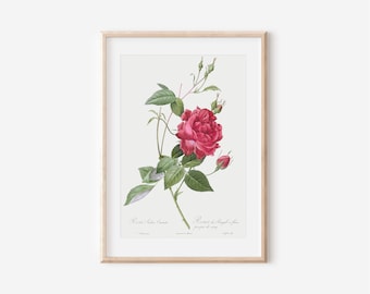 Vintage Botanical Flower Art Print, French Rose Poster
