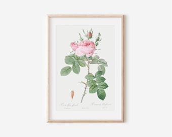 Vintage Pink Rose Botanical Print, French Floral Wall Art