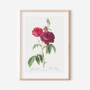 Floral Art Print, Botanical Flower Wall Art, Vintage French Art Poster, Antique Botanical Print, Botanical Wall Art, Farmhouse Decor P27