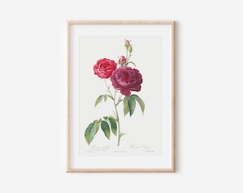 Vintage Franse roos kunstafdruk, poster botanische bloem