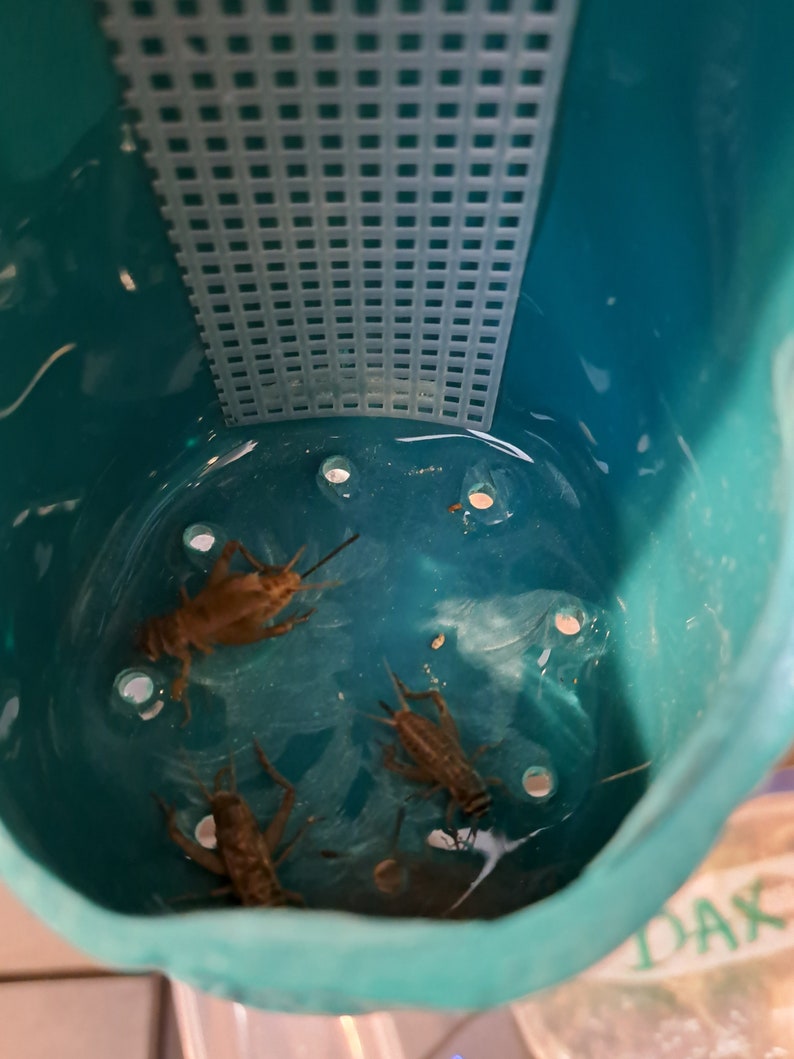 Naymars' Lizardalley Cricket Feeder. Durable Made in the USA Chameleon